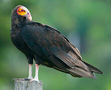 Lesser Yellow-headed Vulture