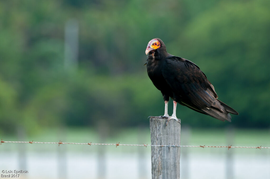 Lesser Yellow-headed Vulture