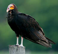 Lesser Yellow-headed Vulture