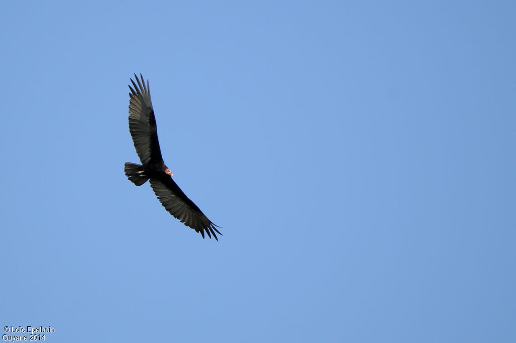 Lesser Yellow-headed Vulture