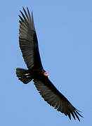 Lesser Yellow-headed Vulture