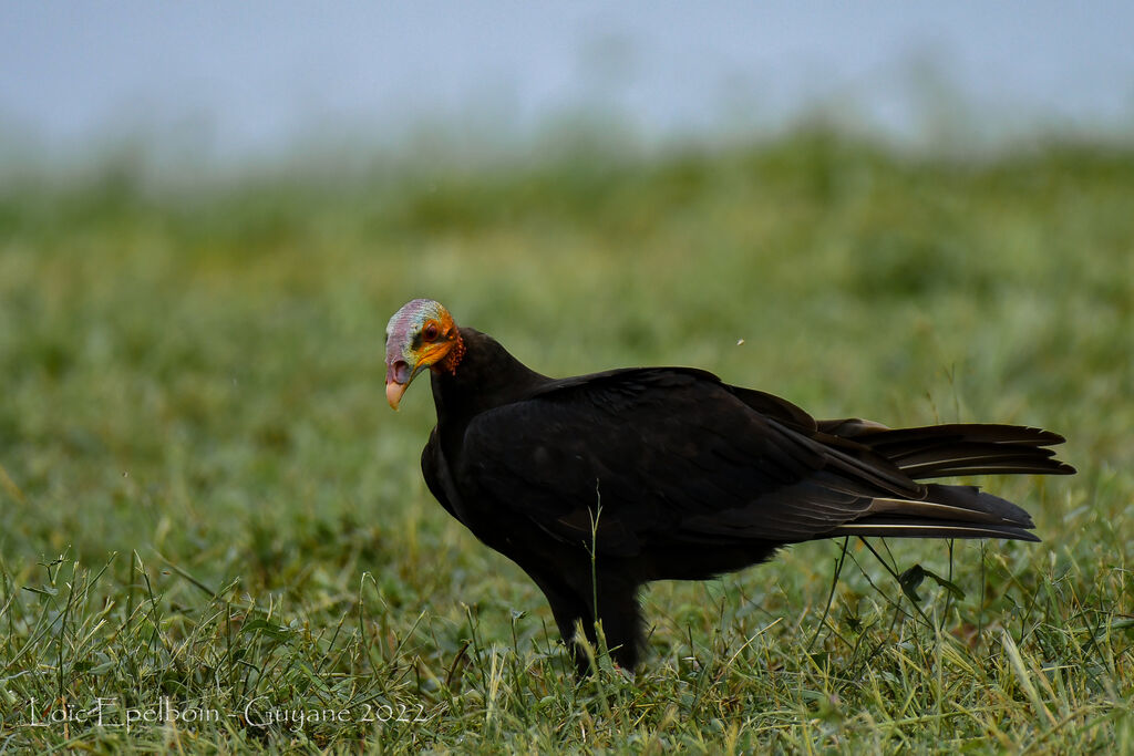 Lesser Yellow-headed Vulture