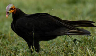 Lesser Yellow-headed Vulture