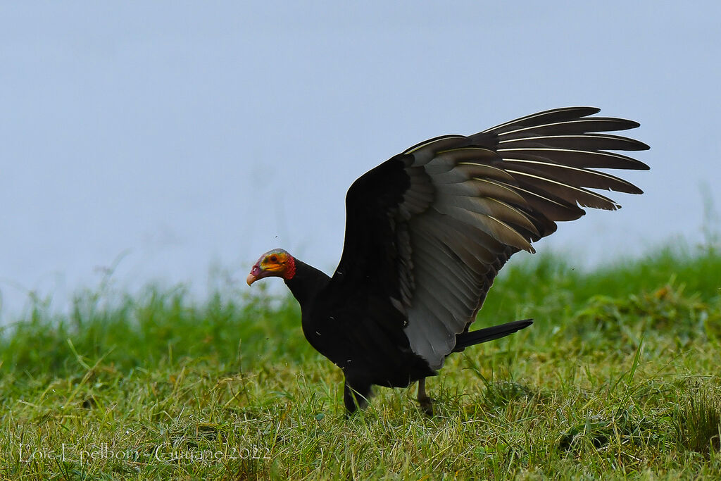 Lesser Yellow-headed Vulture