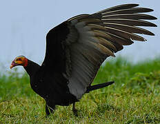 Lesser Yellow-headed Vulture