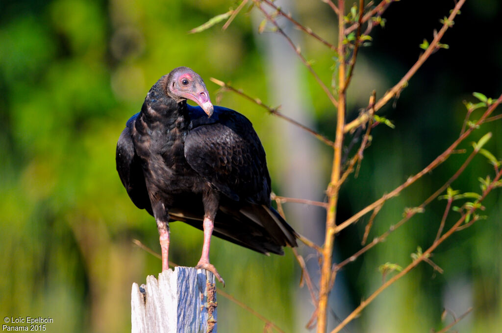 Turkey Vulture