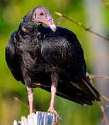 Turkey Vulture