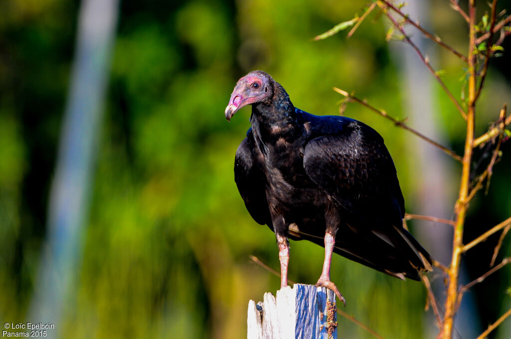 Turkey Vulture