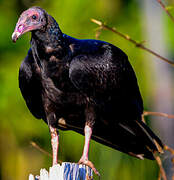 Turkey Vulture