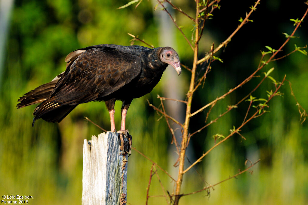 Turkey Vulture