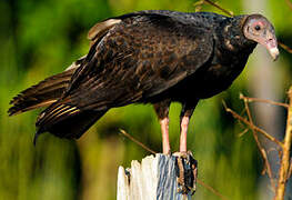 Turkey Vulture