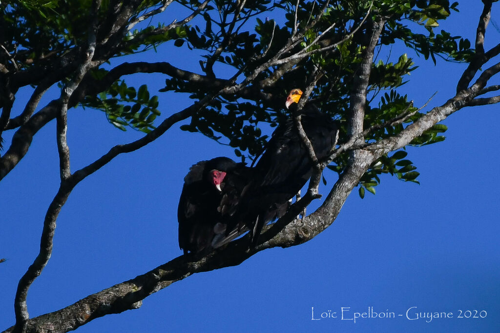 Turkey Vulture