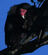 Turkey Vulture