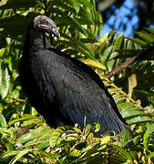 Turkey Vulture