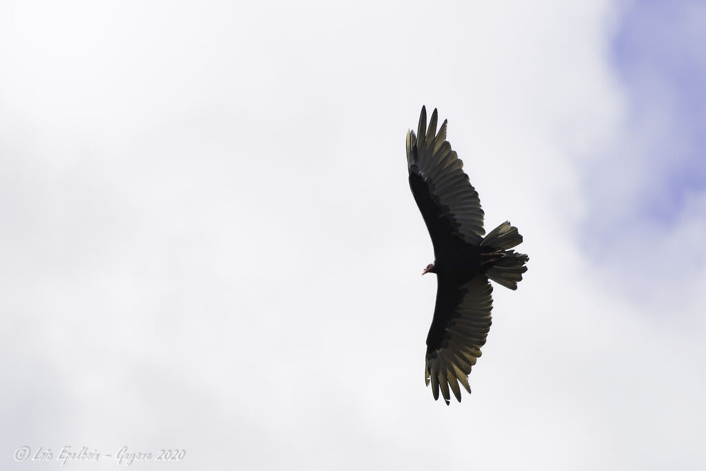 Turkey Vulture