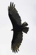 Turkey Vulture