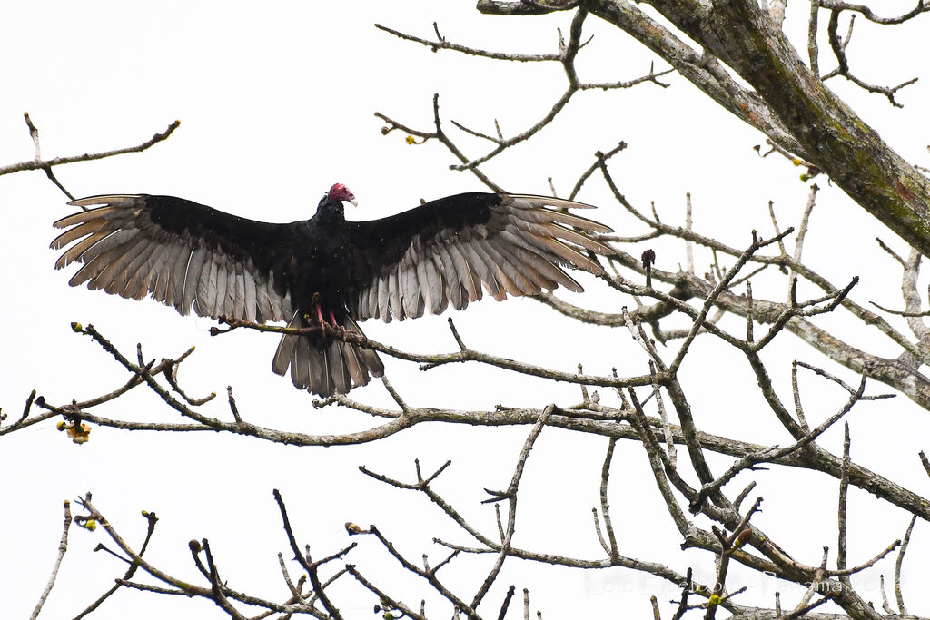 Turkey Vulture