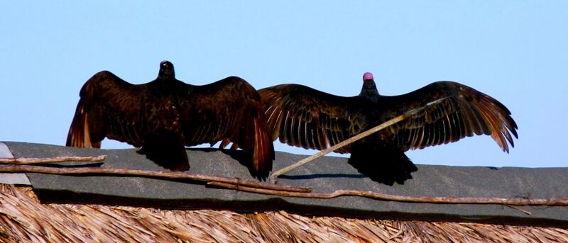 Turkey Vulture