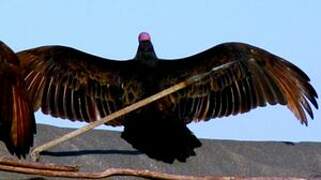 Turkey Vulture