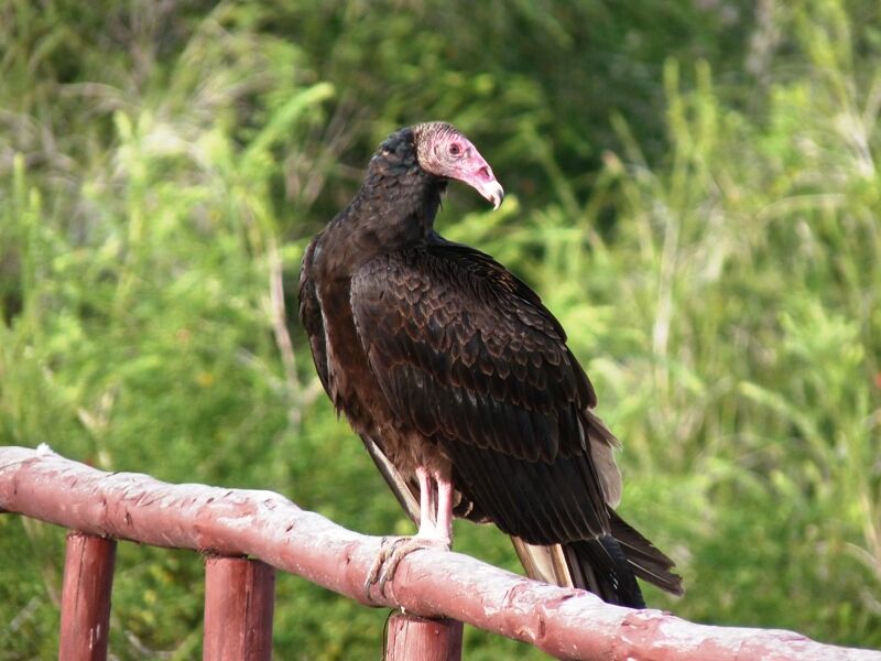 Turkey Vulture