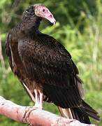 Turkey Vulture