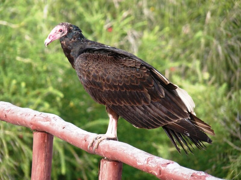 Turkey Vulture