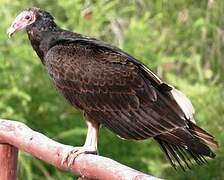 Turkey Vulture