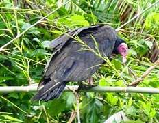 Turkey Vulture