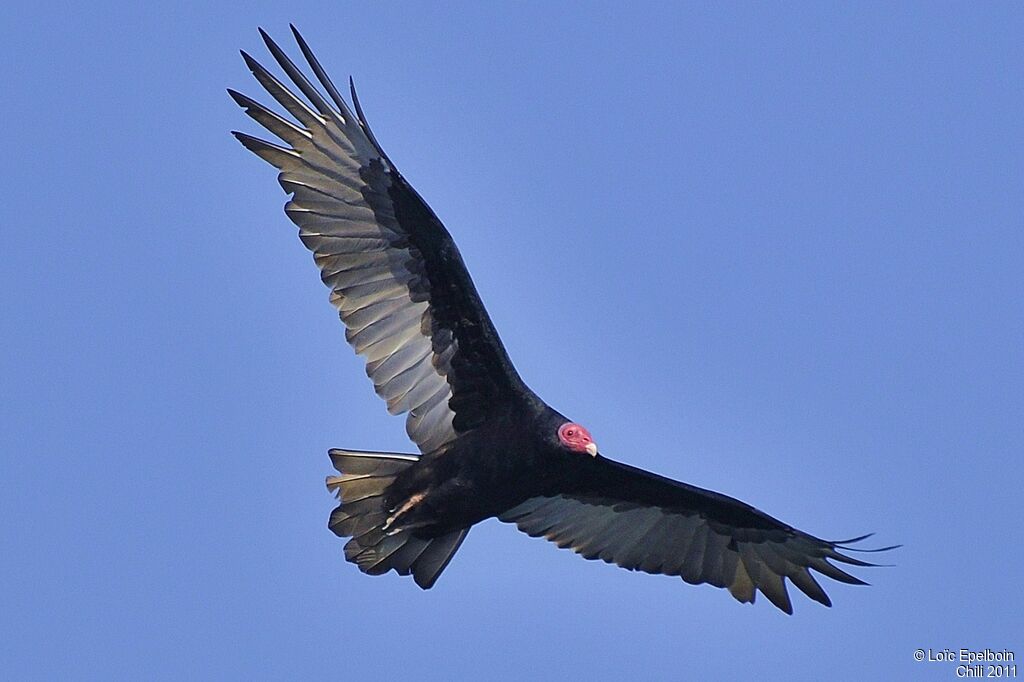 Urubu à tête rouge