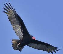 Turkey Vulture