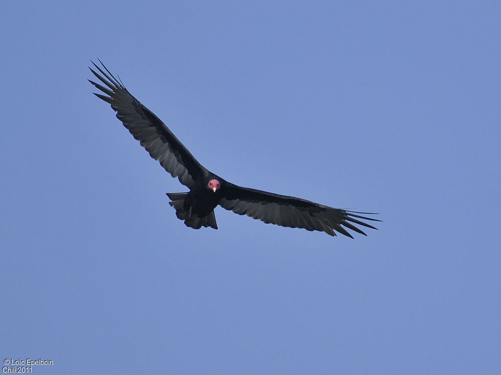 Urubu à tête rouge