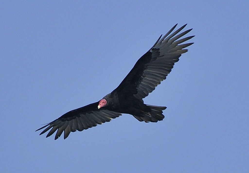 Urubu à tête rouge