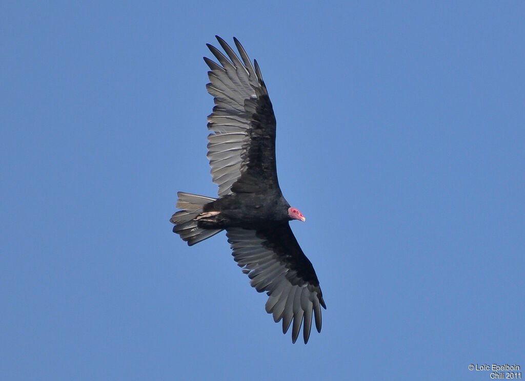 Urubu à tête rouge