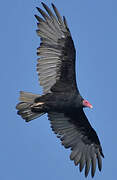 Turkey Vulture