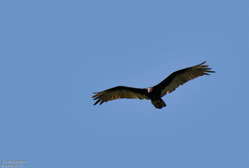 Turkey Vulture