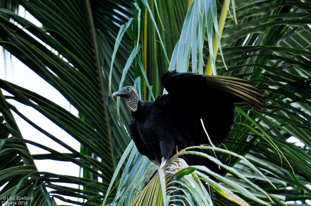 Black Vulture