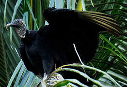 Black Vulture