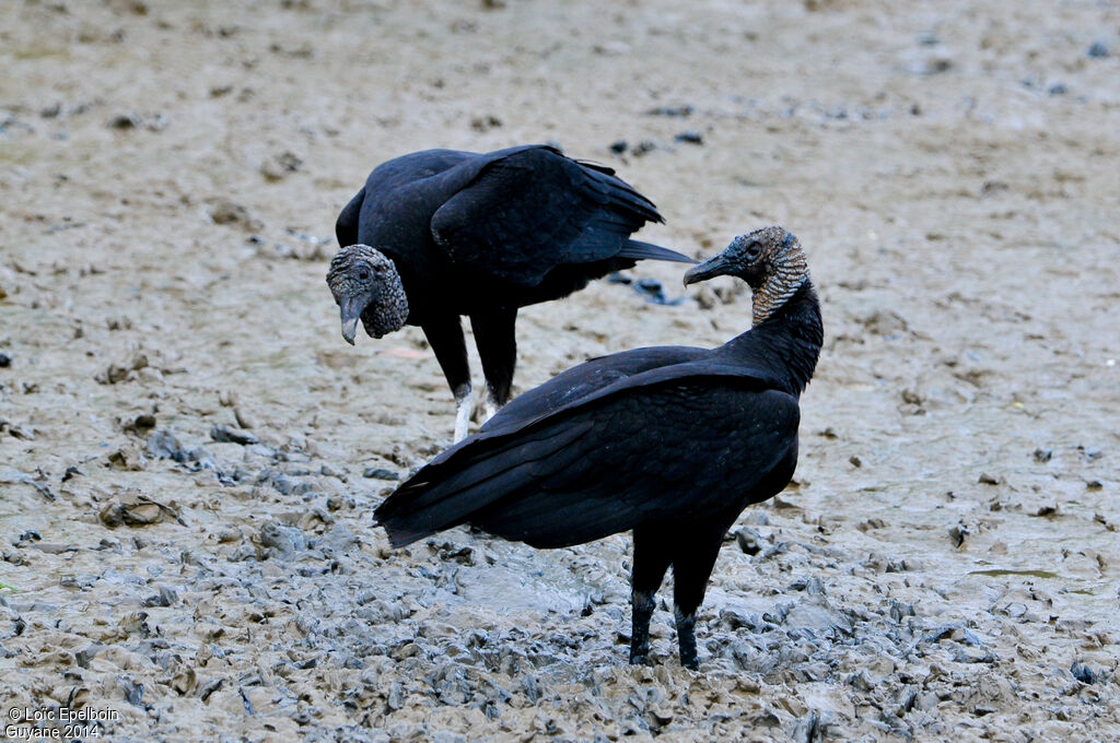 Black Vulture