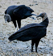 Black Vulture