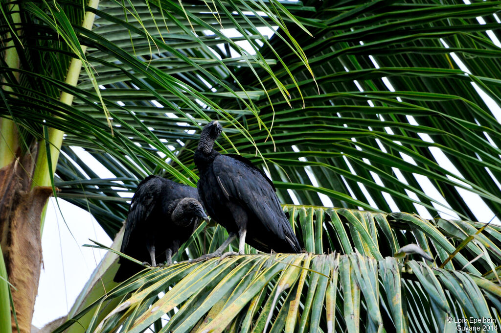 Black Vulture