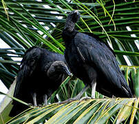 Black Vulture