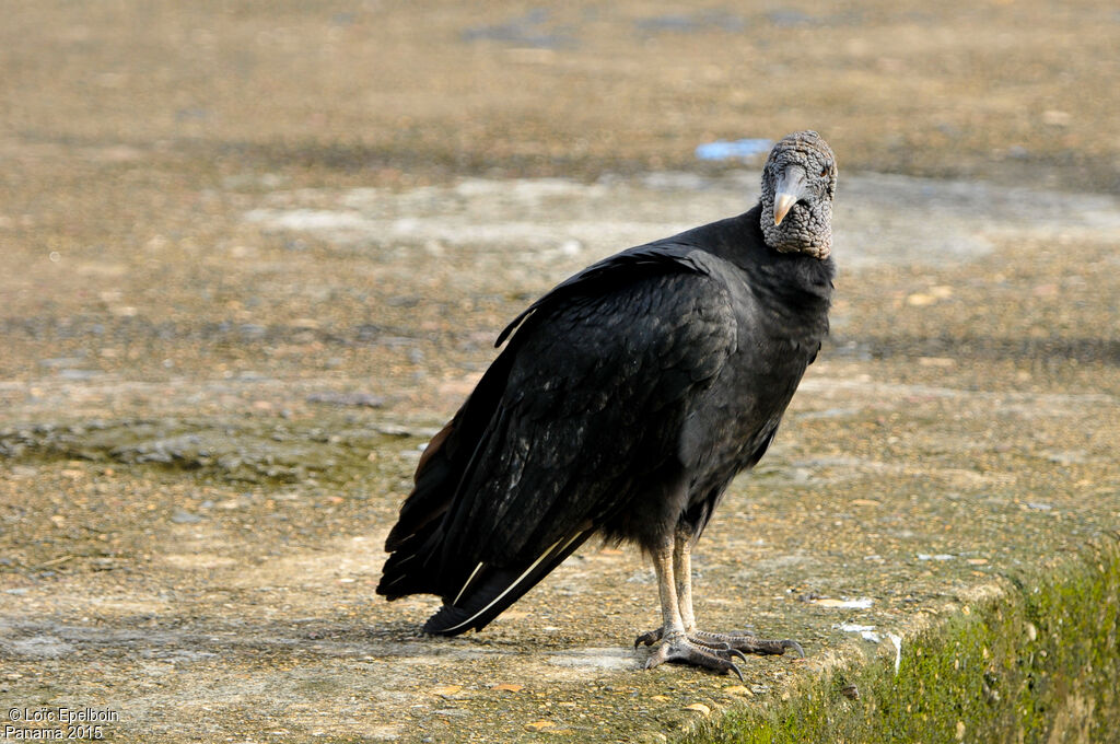 Black Vulture