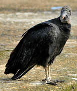 Black Vulture