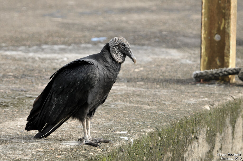 Black Vulture