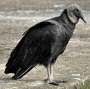 Black Vulture