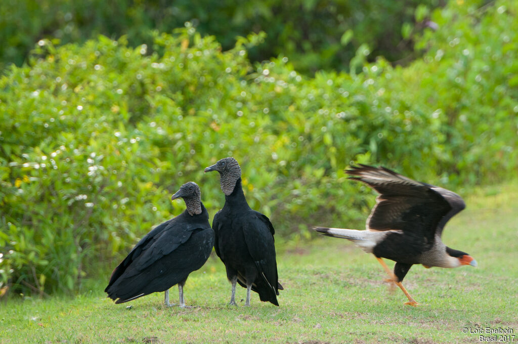 Black Vulture