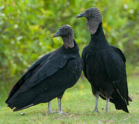 Black Vulture