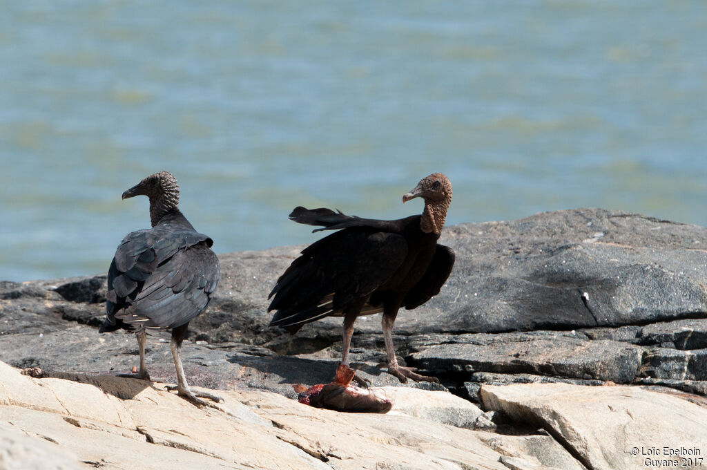 Black Vulture