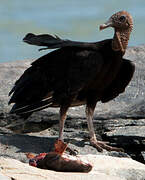 Black Vulture