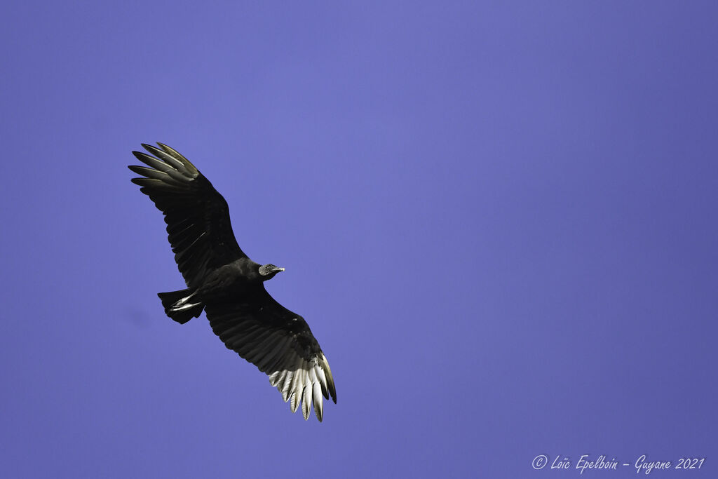 Black Vulture